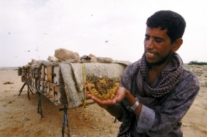 Beekeeper tending his hives in the Yemeni port of Mukalla in the Hadramut region. Photo Credit: Bill Lyons, World Bank Photo Library