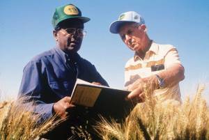 Rajaram (izquierda) fue remitido a Borlaug (derecha) a través del contacto de la escuela de posgrado de Borlaug de sus días en la Universidad de Minnesota, el Dr. IA Watson. Aquí los dos científicos trabajan juntos en un campo de trigo mexicano.