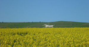 Oilseed grows near the Pewsey White Horse geoglyph cut into the hills east of Bristol, England. Photo credit: Flickr user Angel Ganev. Creative Commons license.