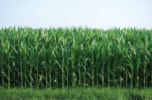 Sales of new crop protection products grew 14% in the quarter.