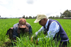 Professor Tekalign Mamo Assefa working with a farmer in the field; photo credit Yara International