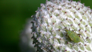 Glicinas Aphis, el pulgón de la soja (Aphididae); crédito de la foto: usuario de Flickr Jakub Vacek; Licencia Creative Commons