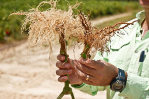 Nimitz 未处理与处理过的胡椒植物；照片由阿达玛提供