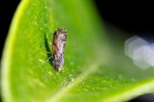The Asian citrus psyllid. Photo By: Mike Lewis, CISR, UC Riverside.