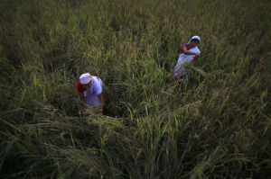 Indian farmers harvest paddy in a field on the outskirts of Gauhati, India, Thursday Nov. 13, 2014. The United States and India said Thursday they had resolved a dispute over stockpiling of food by governments, clearing a major stumbling block to a deal to boost world trade. India is one of the world's largest grain exporters and the low cost of its production and procurement system means it can sway world prices.(AP Photo/Anupam Nath)