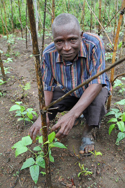 A Liberian farmer tending improved-variety bean production. With the onset of Ebola, people have been discouraged from gathering in public places and are fearful of group work, making  production and marketing challenging. Photo courtesy ACDI/VOCA