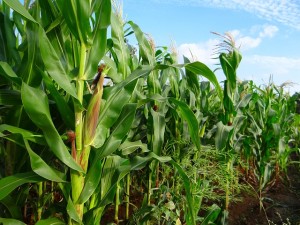 En promedio, los productores de maíz que utilizan semillas híbridas han informado de rendimientos incrementales promedio de 4-6 quintales por acre de tierra. Este producto adicional se traduce en un aumento de los ingresos de Rs. 5,000-Rs. 7.000 por acre.