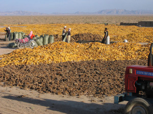 2005 年中国察哈尔滩收获玉米和亚花。照片：澳大利亚国际开发署