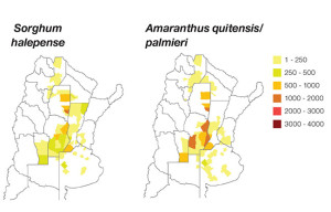 Los mapas anteriores muestran el área superdesarrollada que se está gestionando para la resistencia de las especies de sorgo y amaranto en 2014. La extensión del área tratada ha aumentado rápidamente desde 2009.