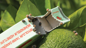Bioylojik Tarim rears beneficials including Cryptolaemus montrouzieri (pictured) to control mealybugs especially Planococcus citri as a pest on citrus, pomegranate, ornamentals, vineyards and other agricultural crops.