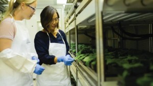 在开始对杜邦 Zorvec 进行测试之前，杜邦作物保护公司的科学家正在观察生长室中的黄瓜植株。